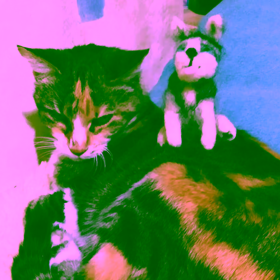 Pequeño husky con gato